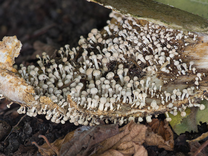 Onygena equina